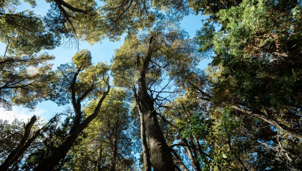 Casi 500 millones de hectáreas de bosque se han perdido desde 1990 Casi 500 millones de hectáreas de bosque se han perdido desde 1990