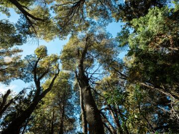 Casi 500 millones de hect&aacute;reas de bosque se han perdido desde 1990