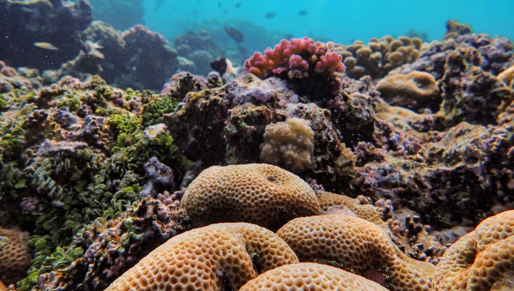 El 44 % de los corales que forman arrecifes está en peligro de extinción El 44 % de los corales que forman arrecifes está en peligro de extinción