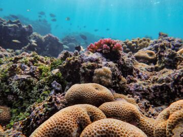 El 44 % de los corales que forman arrecifes está en peligro de extinción El 44 % de los corales que forman arrecifes está en peligro de extinción