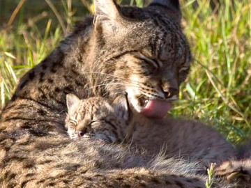 Lince Ibérico