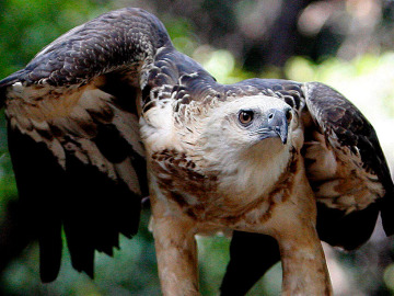 Ejemplar de águila azor