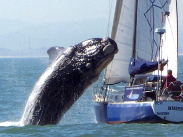 Una ballena salta sobre un yate