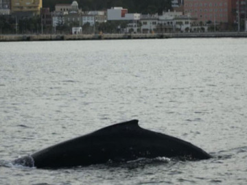 Ballena jorobada