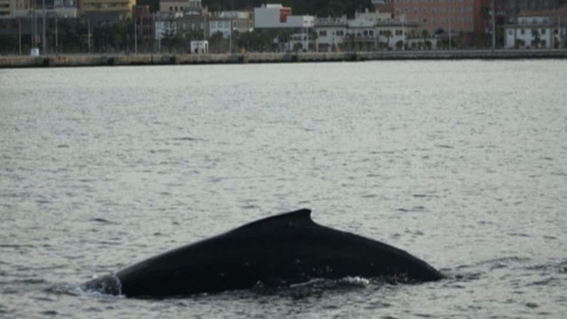Ballena jorobada