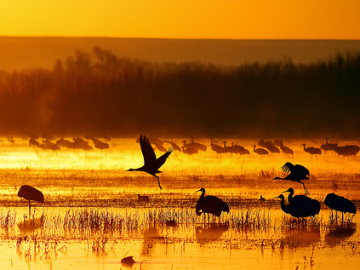 Biodiversidad