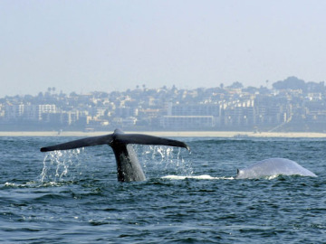 Una ballena surcando los mares neozelandeses