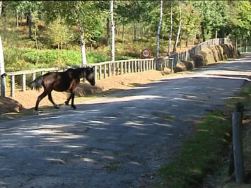 Cepos para caballos