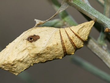 El fenómeno de la biodiversidad virtual