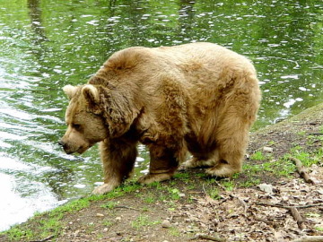Un oso pardo