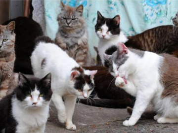 Gatos habitantes de 'La isla de los gatos'