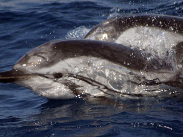 Delfines en Tenerife