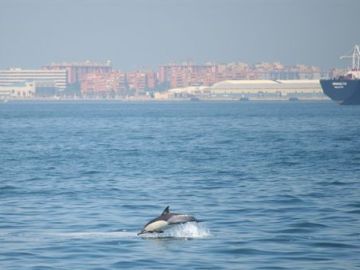 Delfín en la Bahía de Algeciras