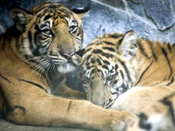 Tigres de Sumatra