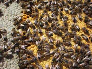 Colmena de abejas