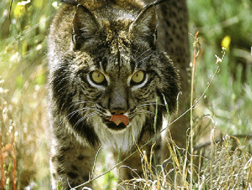 Lince de Jaén