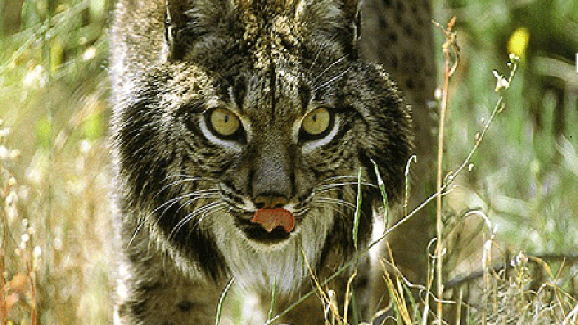 Lince de Jaén