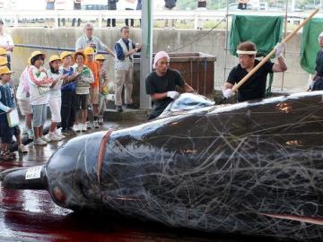 Pesca de ballenas en Japón