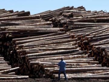 Troncos de madera apilados