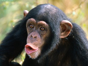 Un ejemplar de chimpancé