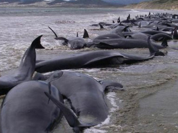 31 ballenas muertas en Nueva Zelanda