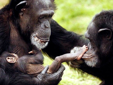 Familia de chimpancés