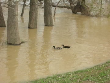 El Ebro desbordado de su cauce