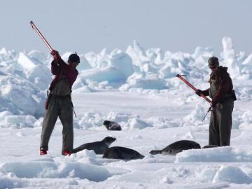 Cazadores de focas en Canadá