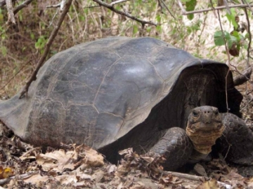 Híbrido de Tortuga Floreana