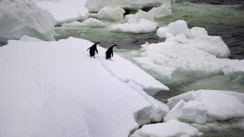 Dos ping&uuml;&iacute;nos en la Ant&aacute;rtida