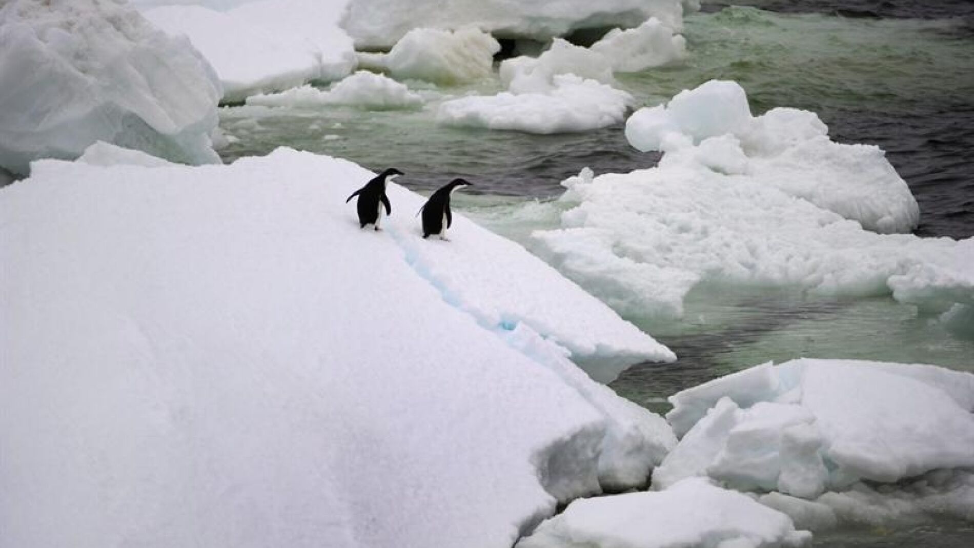 Dos pingüínos en la Antártida