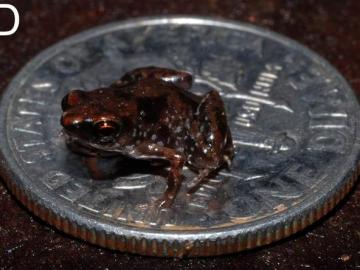 El vertebrado más pequeños es una rana de Nueva Guinea