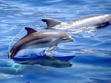 Delfines