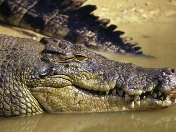 cocodrilo de estuario