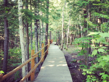 Paseo por el bosque