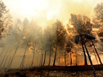 El fuego afecta una zona de pinos