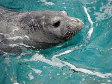 Foca Monje del Mediterráneo