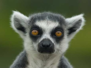 Primer plano de un lemur