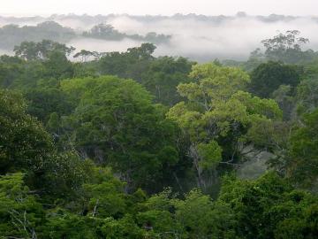 Peligra la biodiversidad de la mitad de las áreas tropicales protegidas