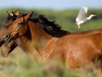 Ejemplares de caballos salvajes Retuertas, una de las razas de equinos más antigua de Europa.