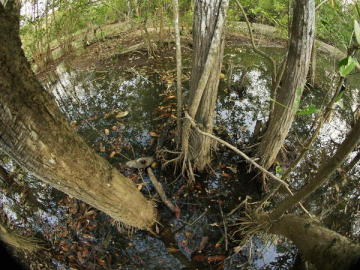 Un manglar del parque nacional Carara en la provincia de Puntarenas (Costa Rica)