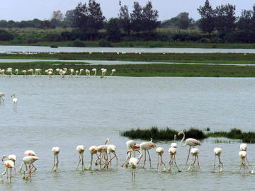 Marismas de Doñana