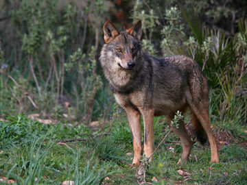 Un ejemplar de lobo ibérico