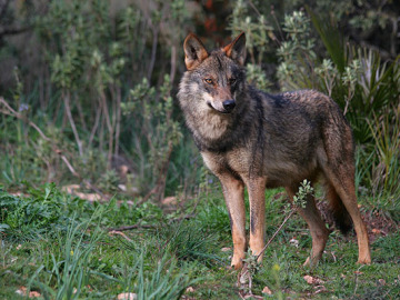 Un ejemplar de lobo ibérico