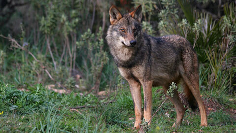 Un ejemplar de lobo ib&eacute;rico