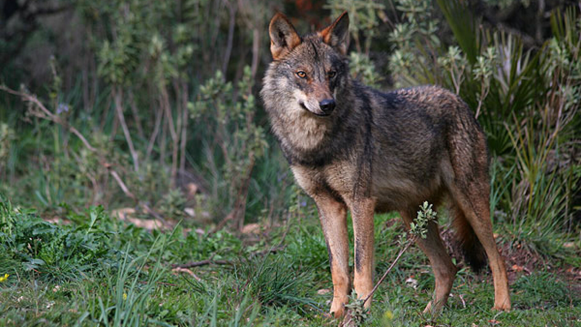 Un ejemplar de lobo ibérico