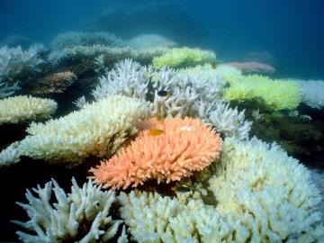 La Gran Barrera de coral de Australia