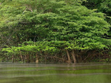 Amazonia brasileña 