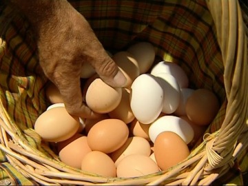 El huevo debe formar parte de nuestra dieta habitual