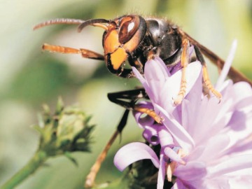 La especie de avispa 'asiática'